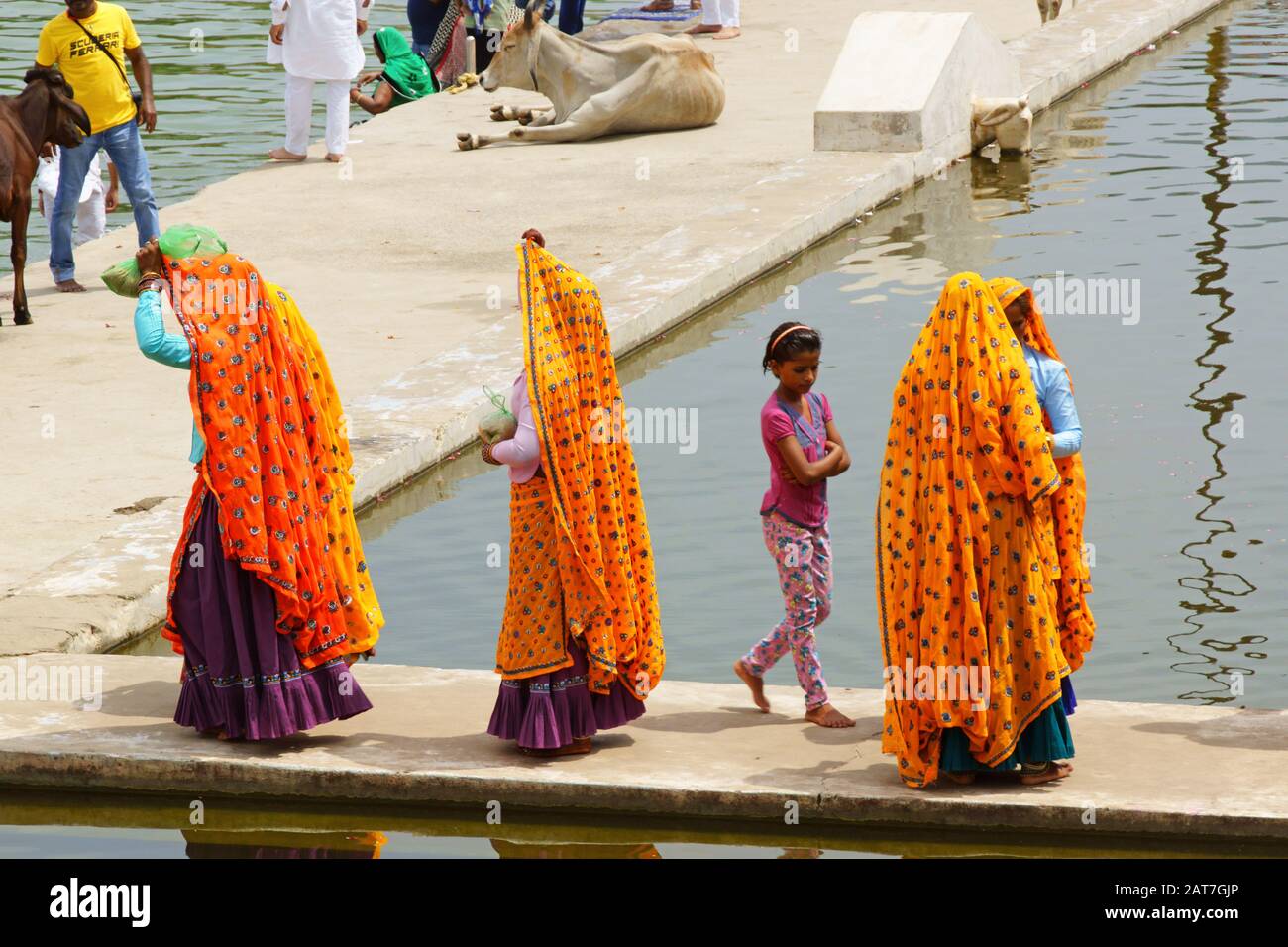 Pushkar, India - 15 agosto 2016: Uomini, mucche e donne in variopinti sari al lago per il bagno santo. Il lago Pushkar è uno dei luoghi più santi per gli indù Foto Stock