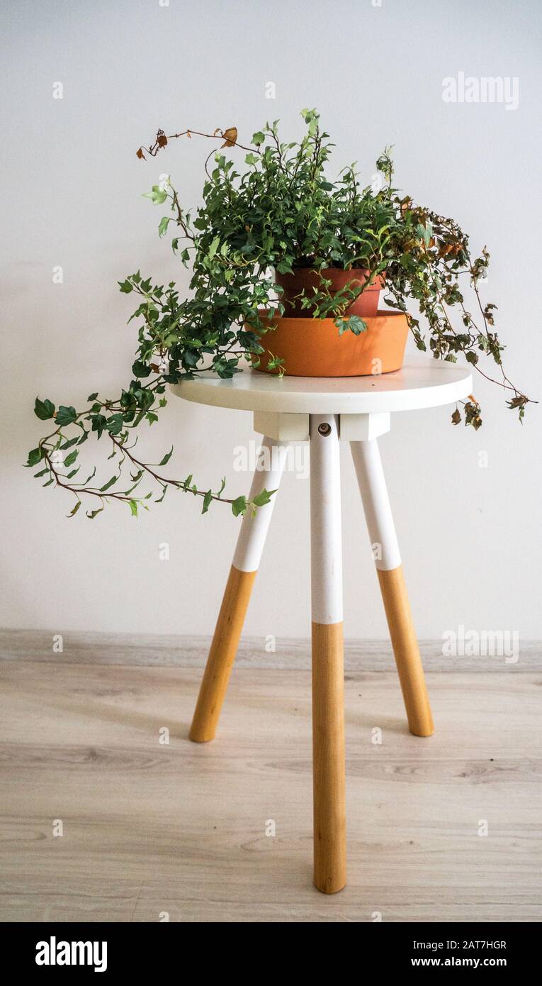 Foglie verdi fredde su pianta di casa di arrampicata in vaso di argilla arancione su tavola laterale bianca e di legno colorato Foto Stock