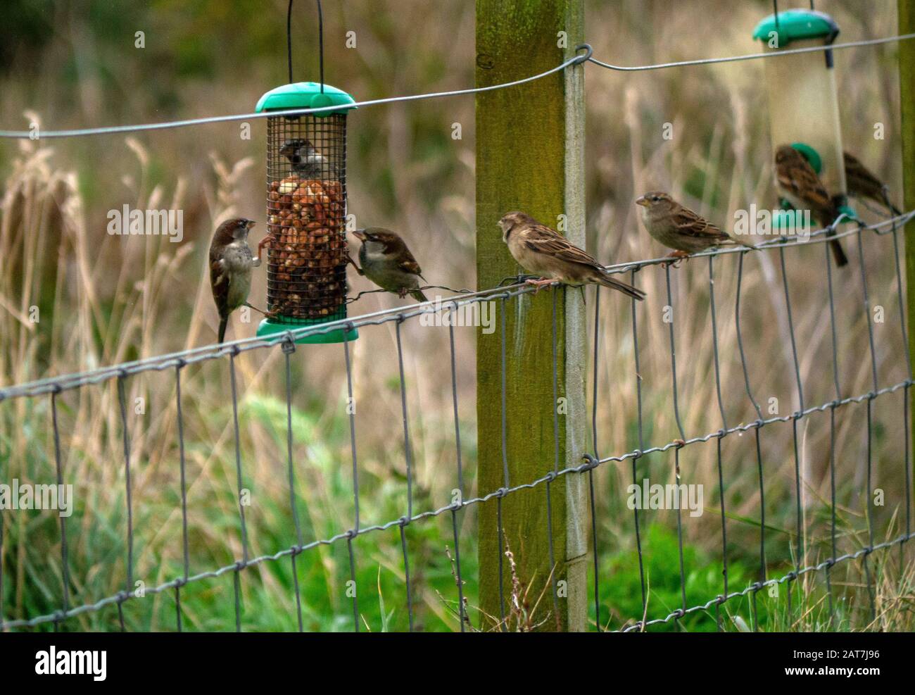 Passeri della casa ( Passer addomesticus ) che si nutrono di un alimentatore di uccelli in un giardino a Pasqua Ross Scozia UK Foto Stock