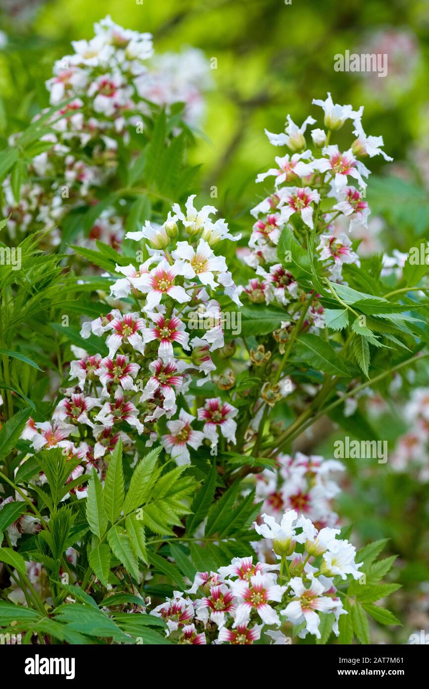 Fioritura Xanthoceras sorbifolium, comunemente chiamato yellowhorn, Shinyleaf yellowhorn, foglia lucida yellowhorn, goldenhorn, castano Cinese flowering Foto Stock