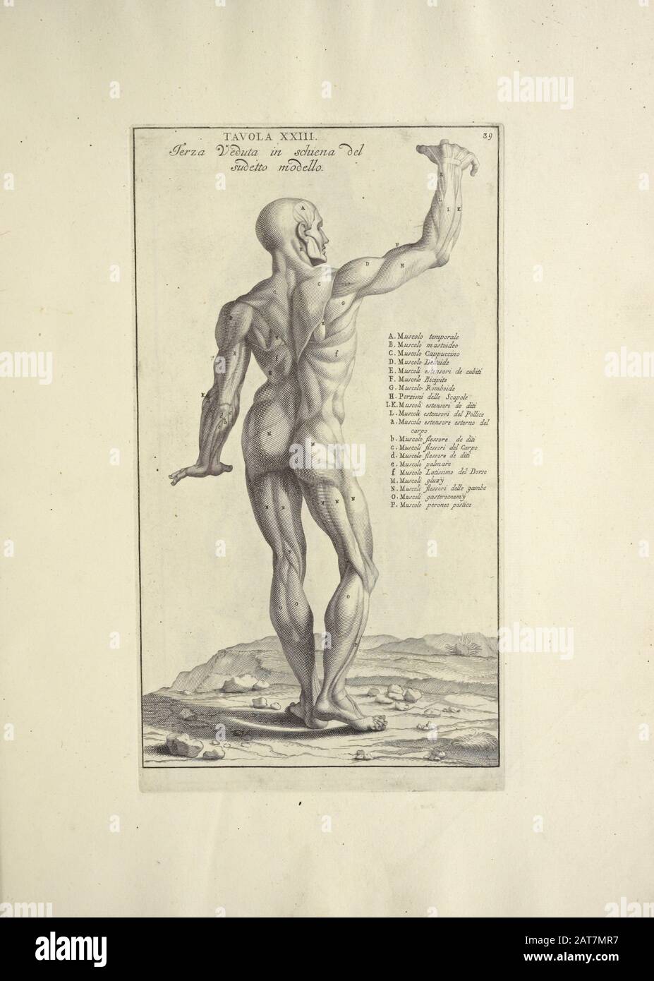 Stampa di anatomia umana da Anatomia per uso et intelligenza del malato stampata a Roma nel 1691 Foto Stock