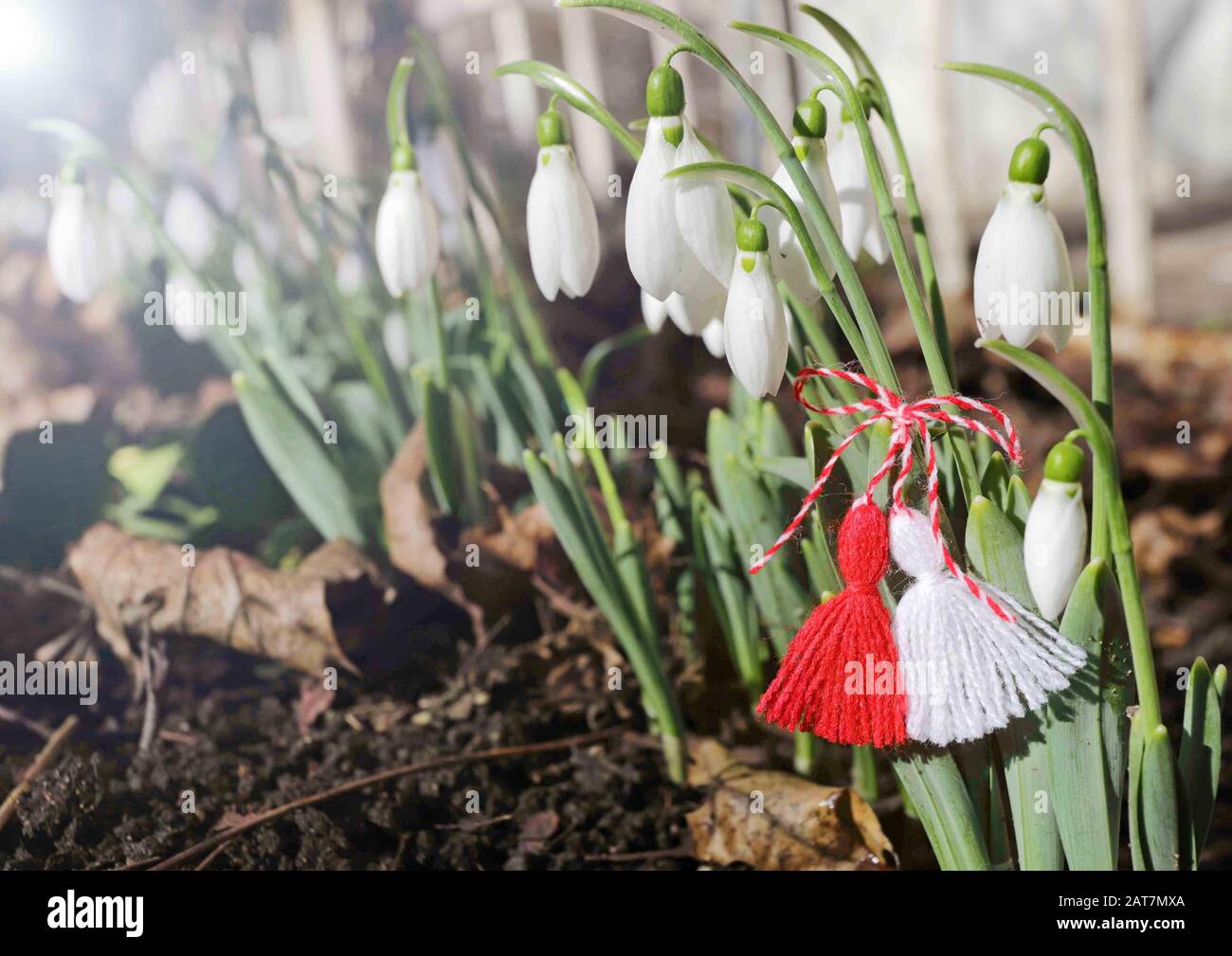 Nevicate e martenitsa. Simboli della molla. Fiori bianchi di nevicata e martisor. Vacanza Baba Marta. Tradizione in Bulgaria. Festa Di Baba Marta. Sfondo Foto Stock