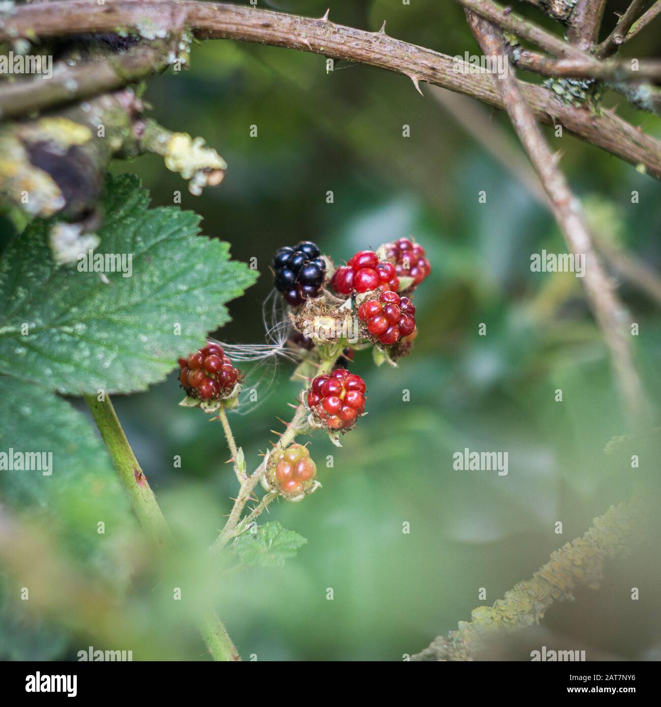 Nero e rosso autunno more nel hedgerow Foto Stock
