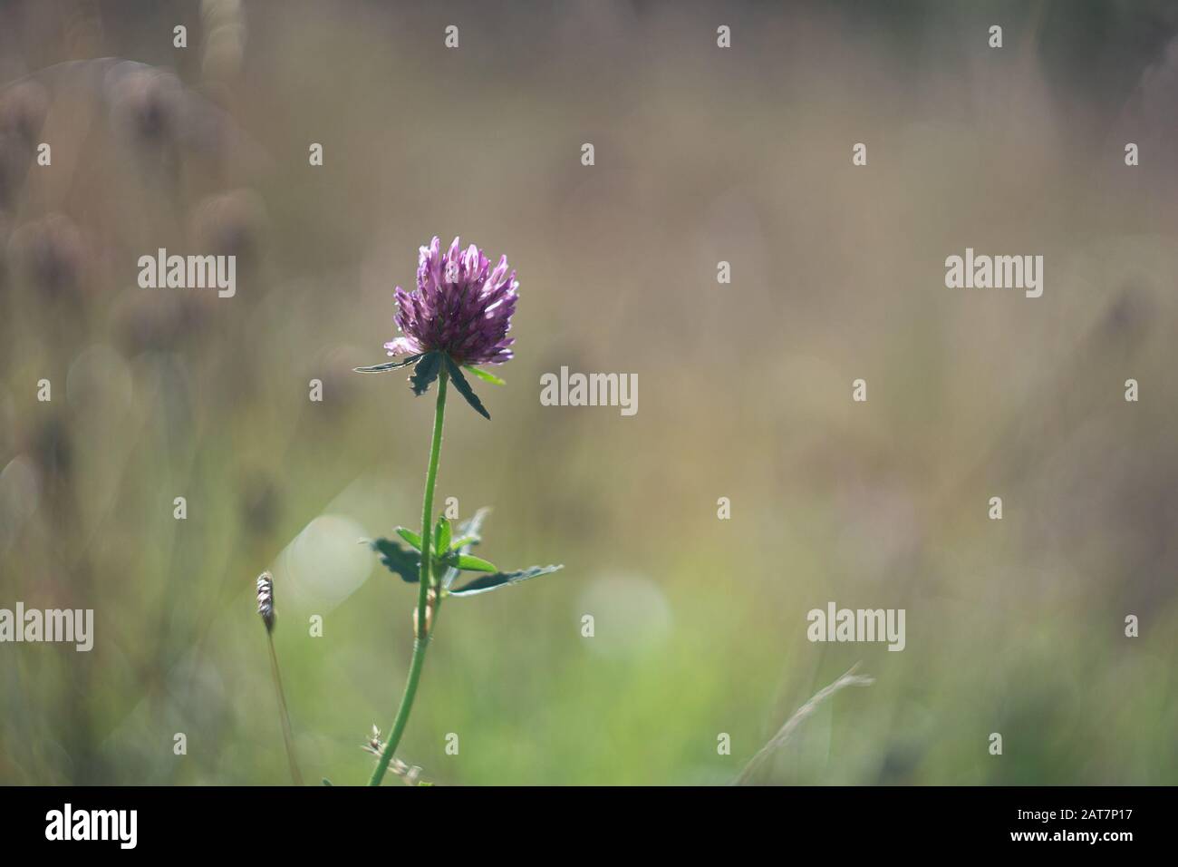 Testa viola trifoglio contro lo sfondo sfocato di un prato Foto Stock