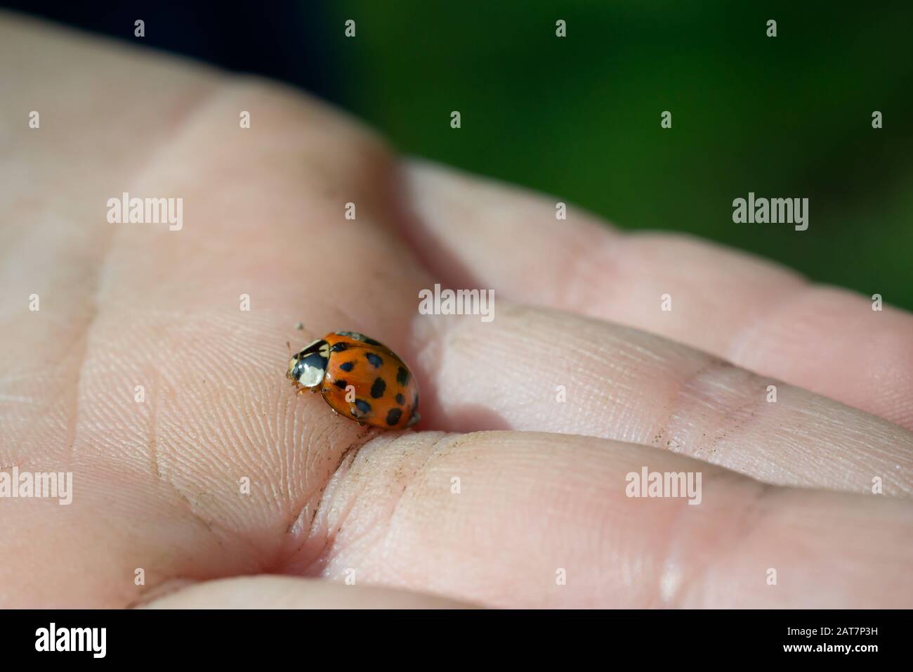 Harlequin coccinella a portata di bambino Foto Stock