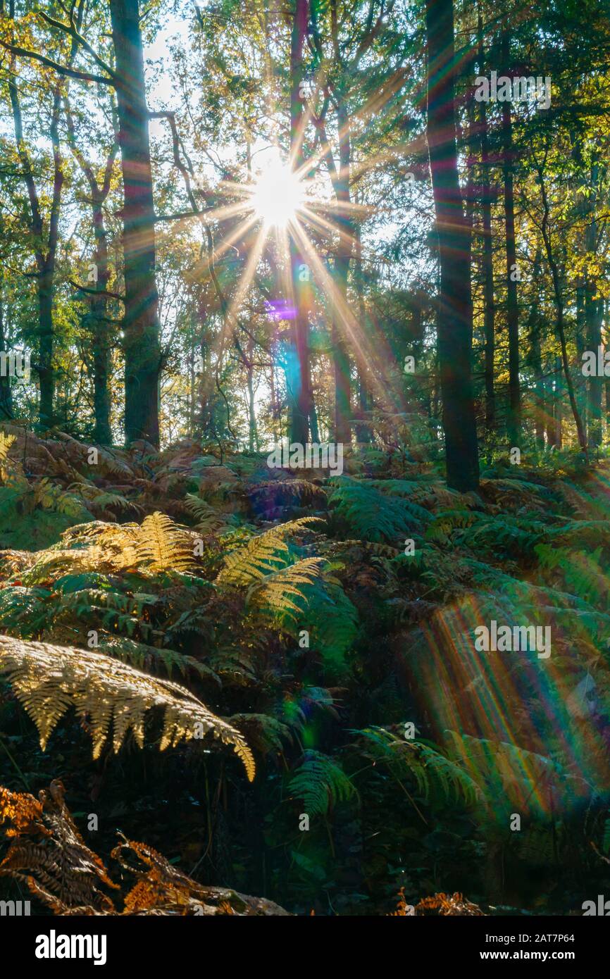 Sole che splende attraverso gli alberi in un legno in autunno, Regno Unito Foto Stock
