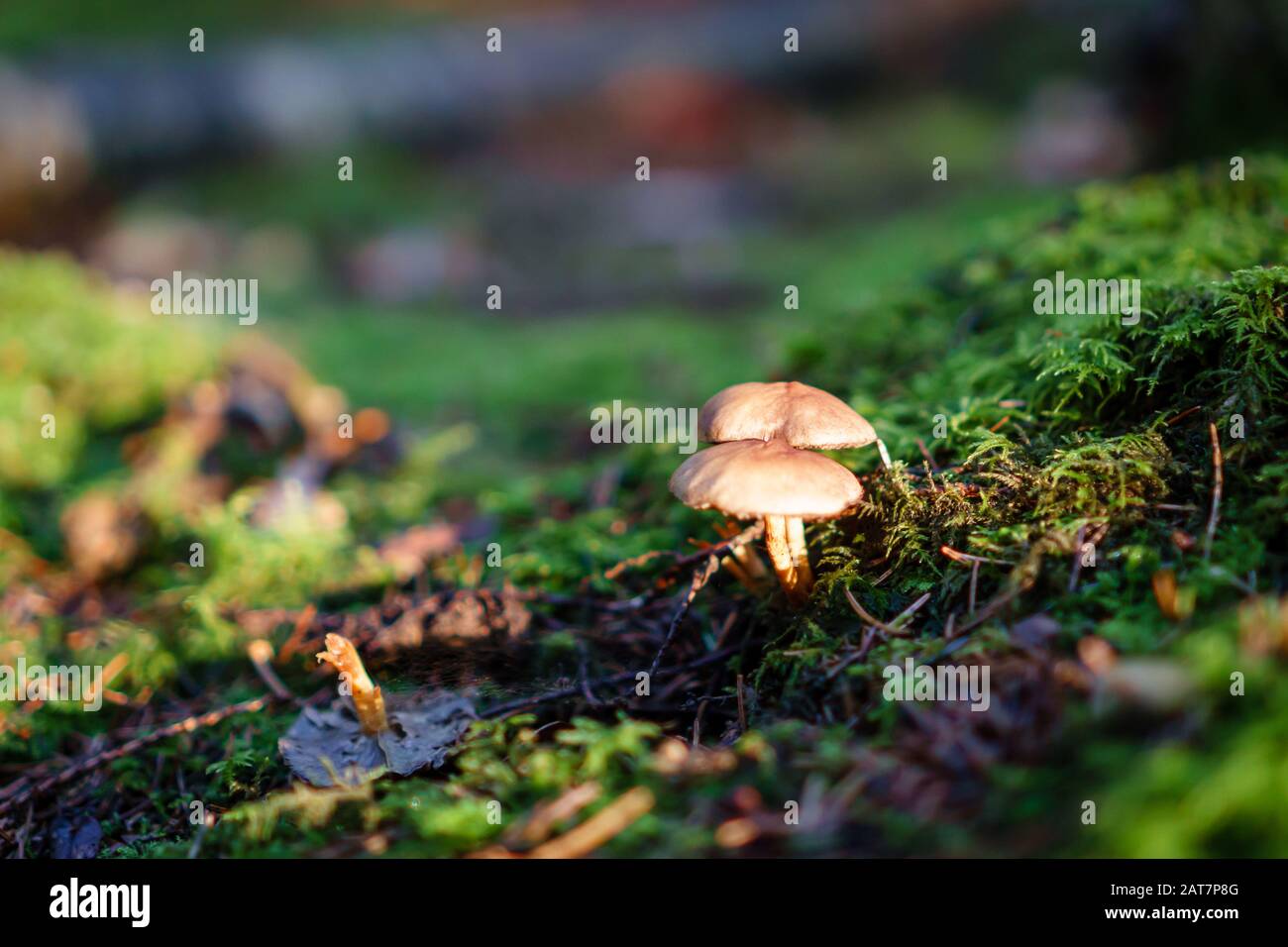 Funghi su pavimento boschivo nel Regno Unito Foto Stock