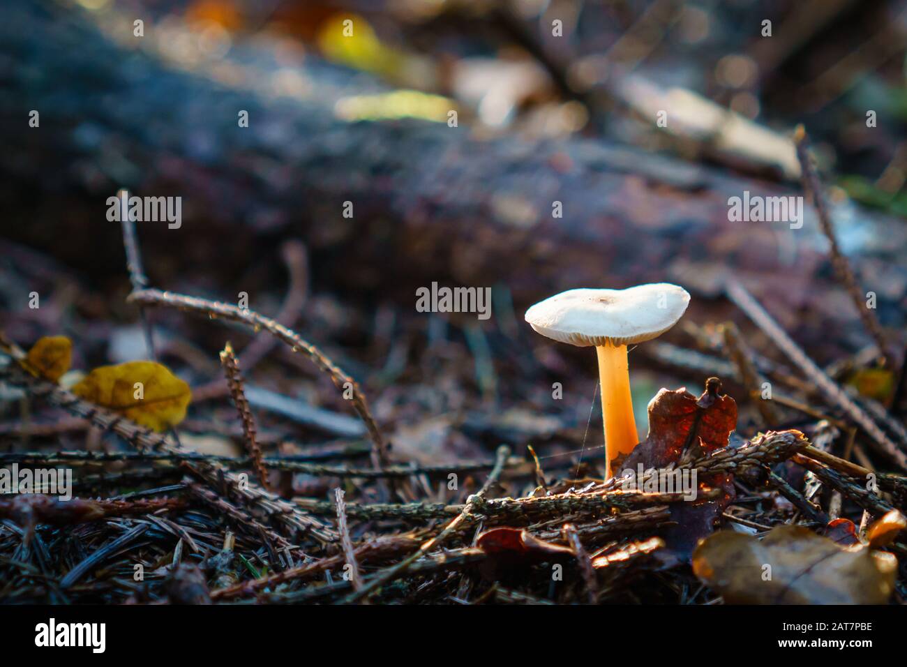 Funghi su pavimento boschivo nel Regno Unito Foto Stock