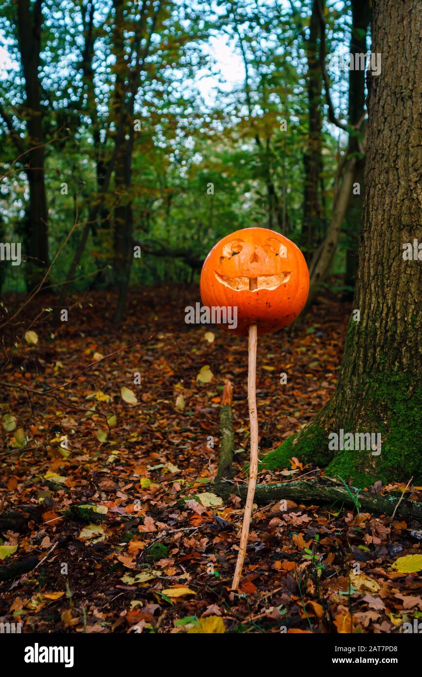 Zucche scolpite nascoste nel legno per Halloween Foto Stock