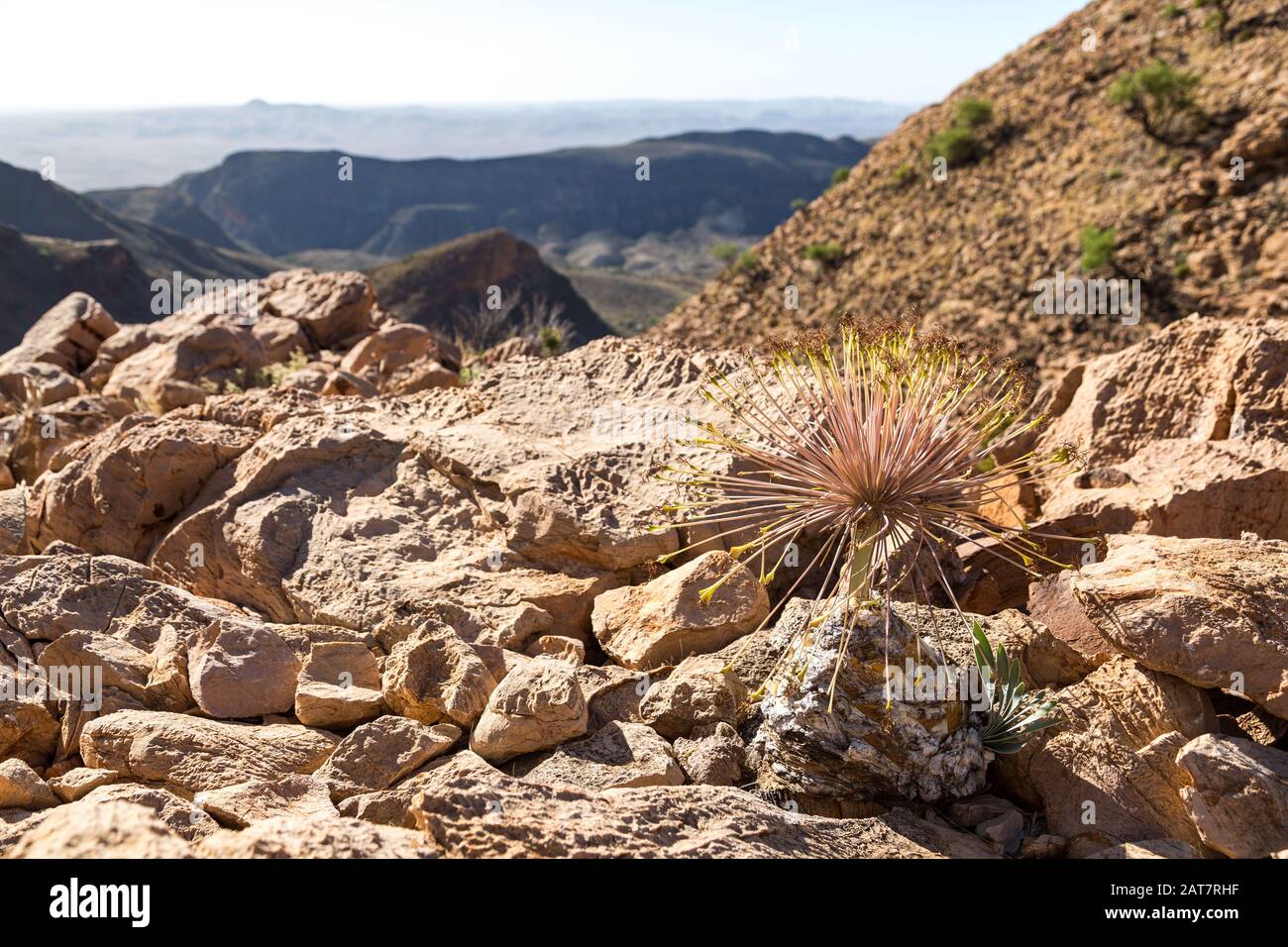 Pianta divertente che cresce nel deserto del Namib Naukluft Park (concentrarsi sulla pianta), Namibia Foto Stock