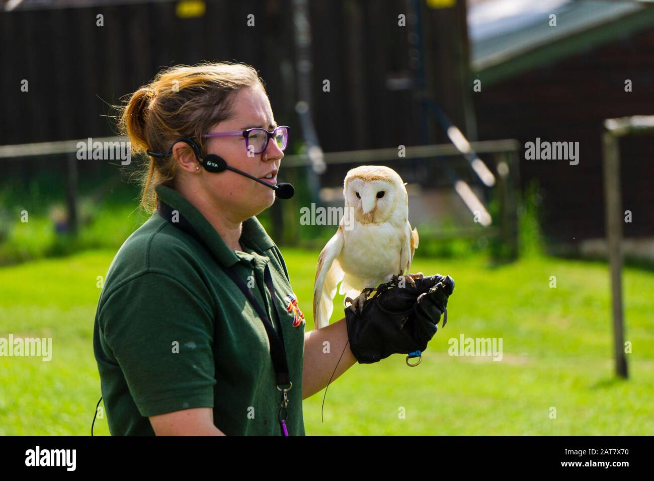 Barn Owl è esposto da un custode al Welsh Mountain Zoo, Colwyn Bay, Galles del Nord Foto Stock