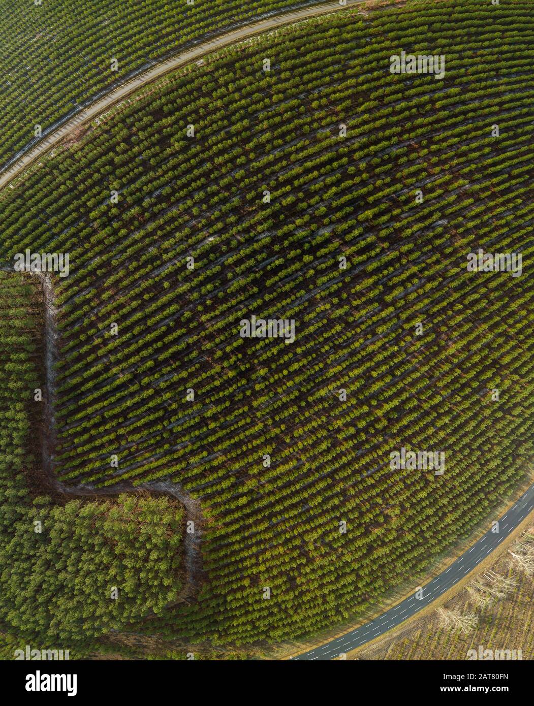 Landes pineta, nuova piantagione e vecchia, vista aerea Foto Stock