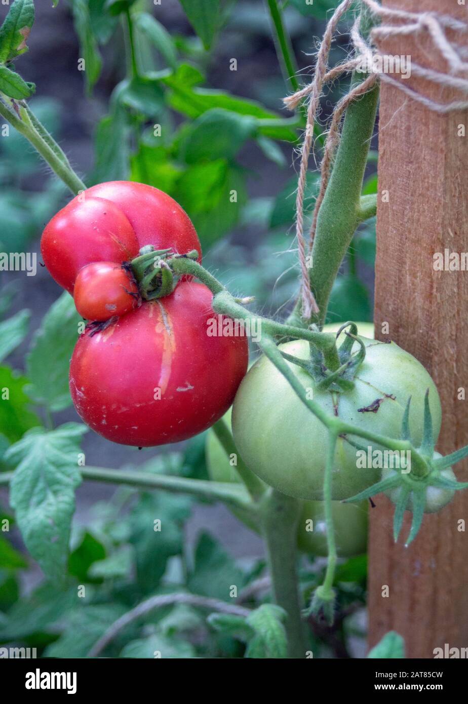 I pomodori rosa maturano in giardino, legati ad un piolo di legno. Foto Stock