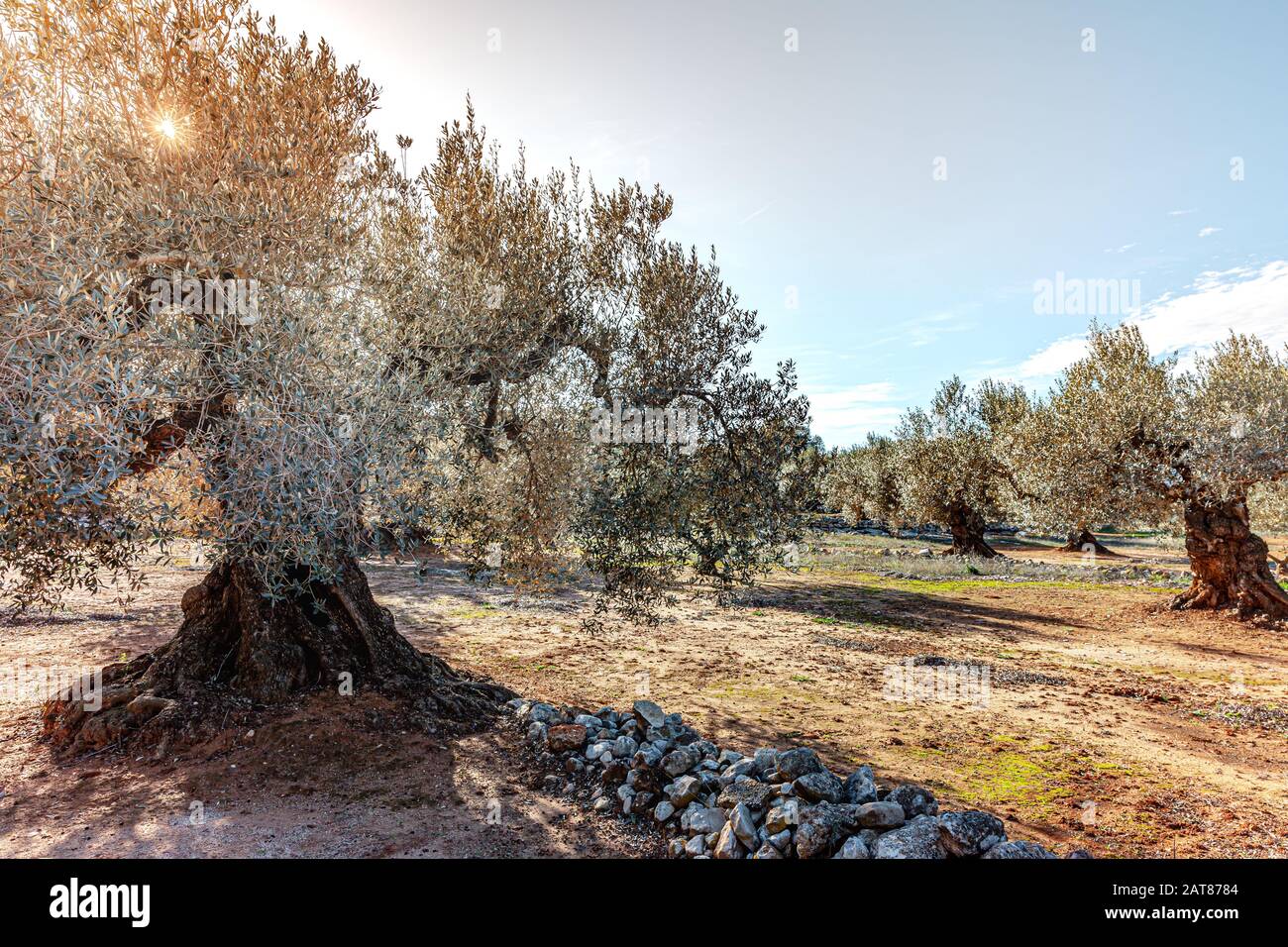 Old Olive Trees Plantation Nel Sud Della Spagna Natura Alberi D'Epoca Paesaggio Foto Stock