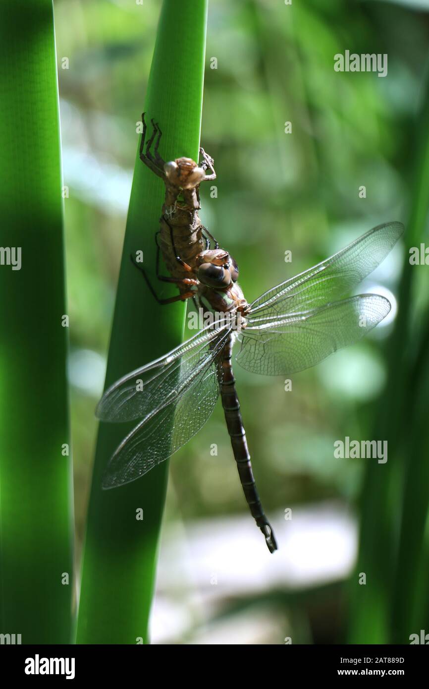 Darner dragonfly schiusa su coda di gatto dalla ninfa stato Ohio Stati Uniti Foto Stock
