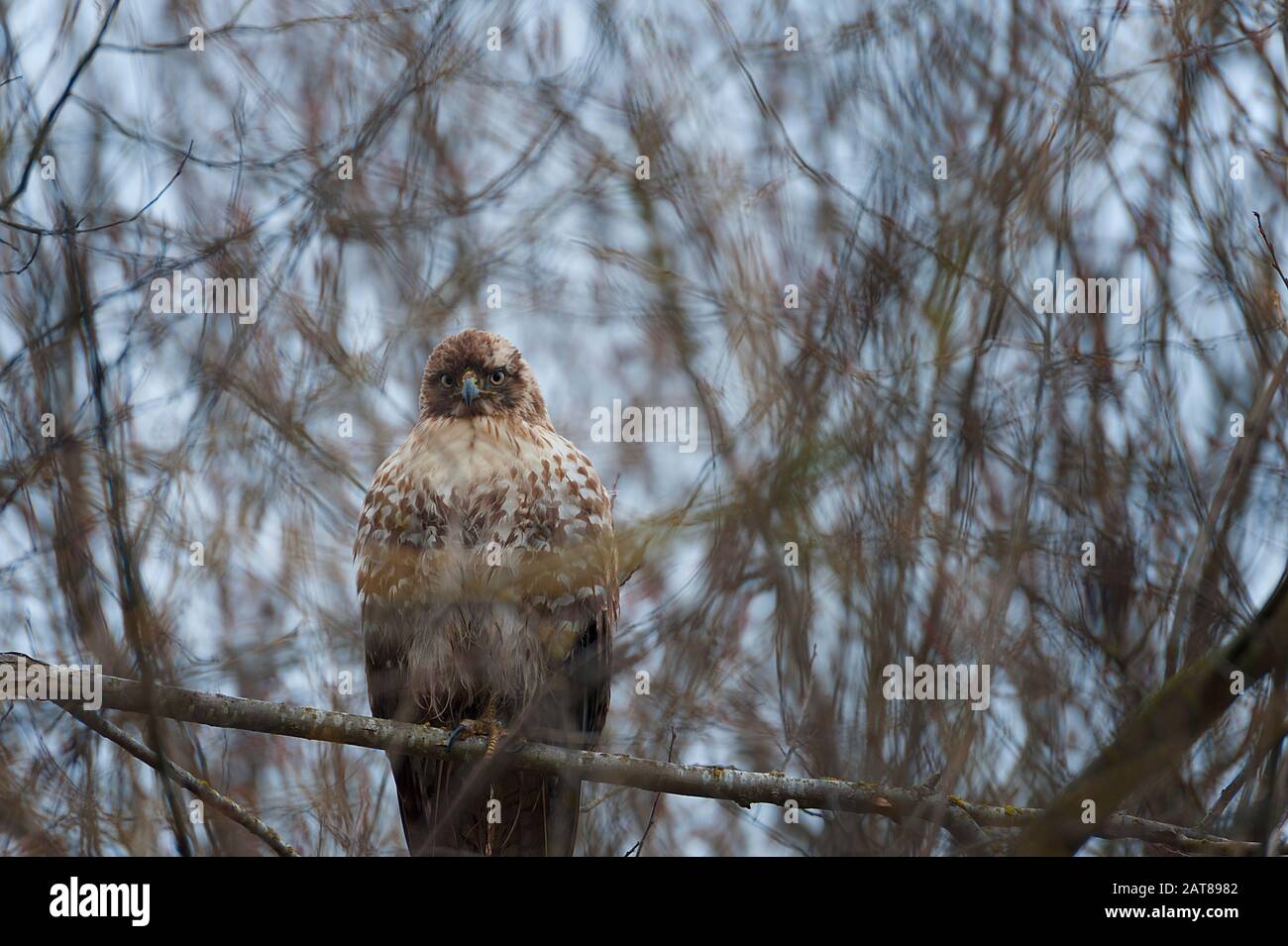 Un grande falco di redtail perches sul ramo dell'albero che tiene un occhio sul fotografo che non è nella foto. Foto Stock