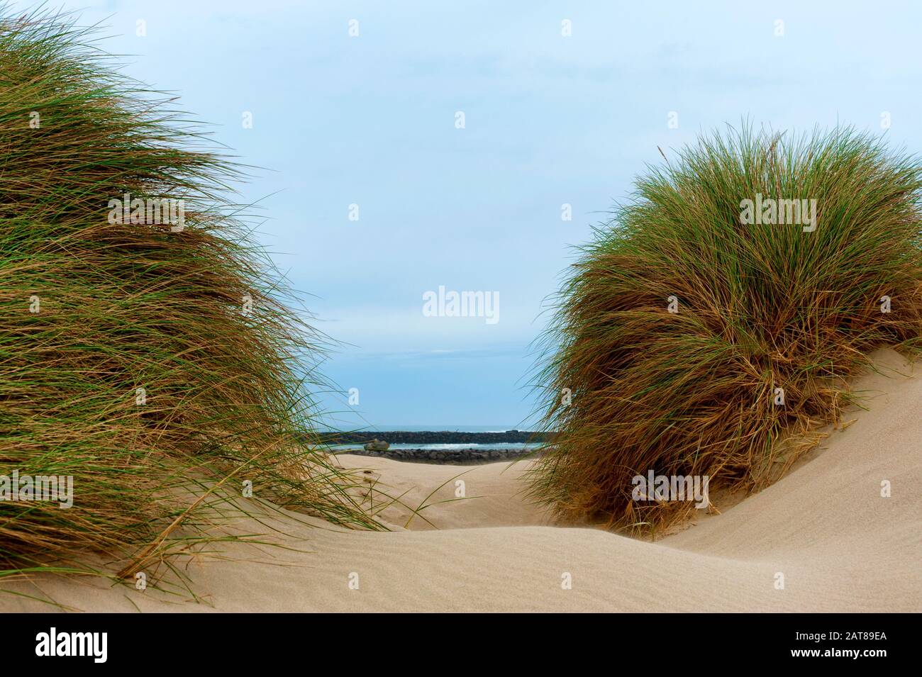 Molo del fiume Umpqua e spiaggia con dune di sabbia e grandi tufi di erba di mare che crescono nella sabbia. Foto Stock