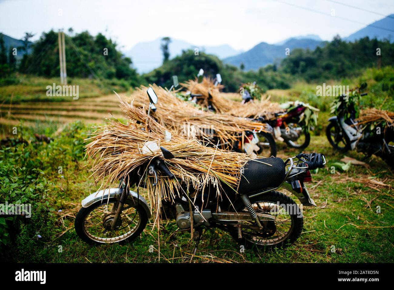 Moto carichi di stocchi di riso nelle montagne settentrionali del Vietnam. Foto Stock