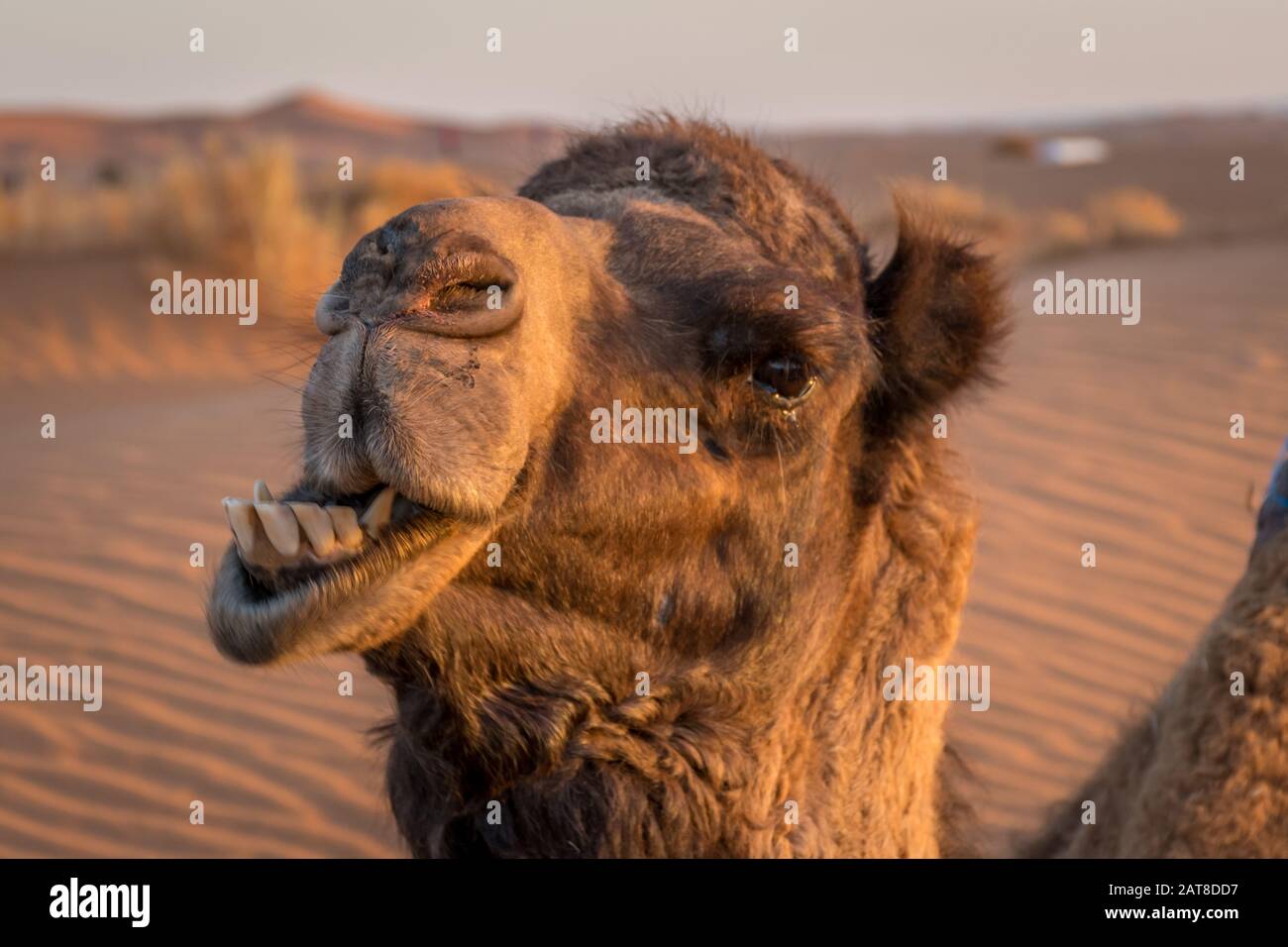 Camel divertente al deserto del sahara, Merzouga, Marocco Foto Stock
