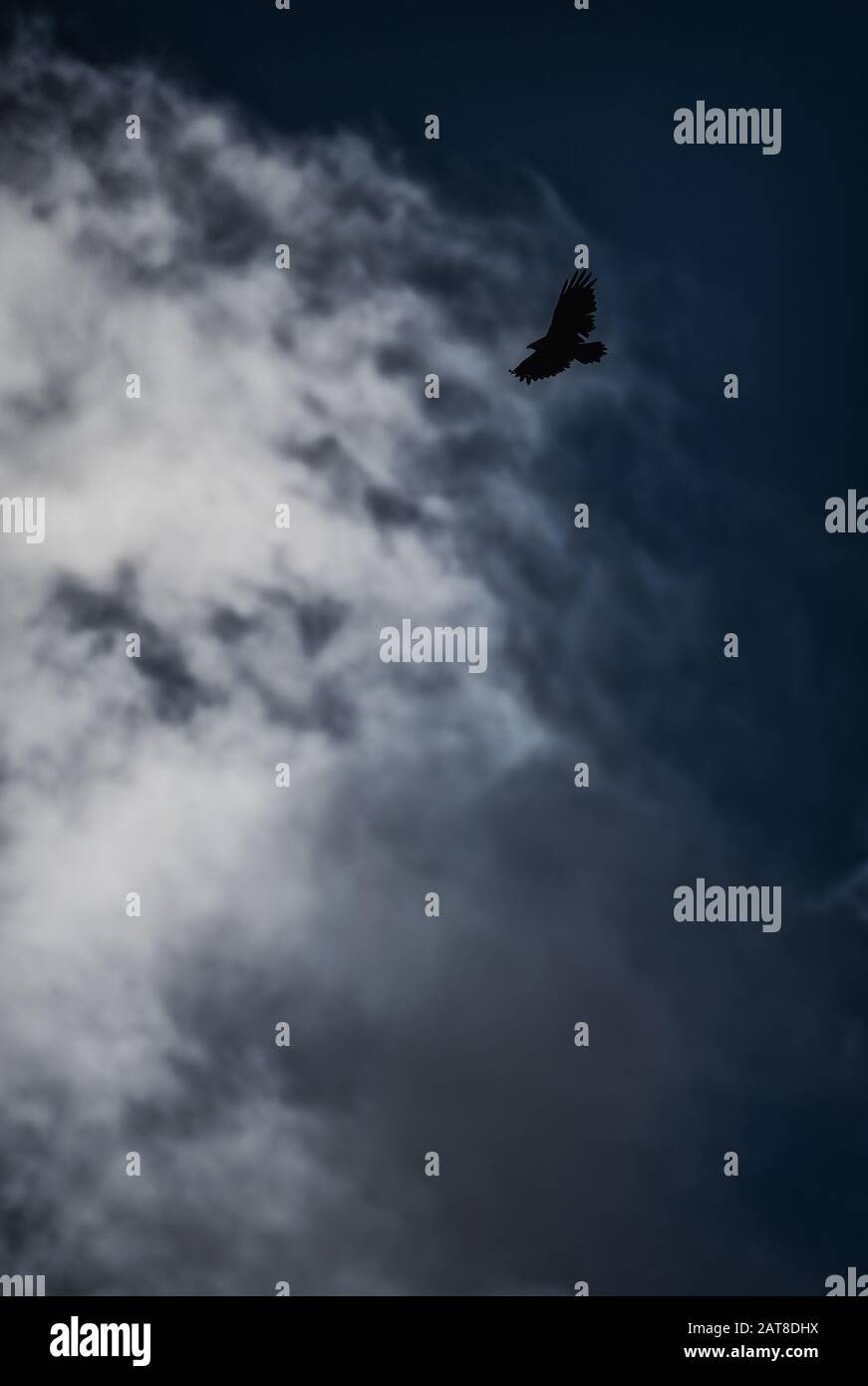 Hawk - Buteo albigula, bel rapace delle montagne andine, Antisana, Ecuador. Foto Stock