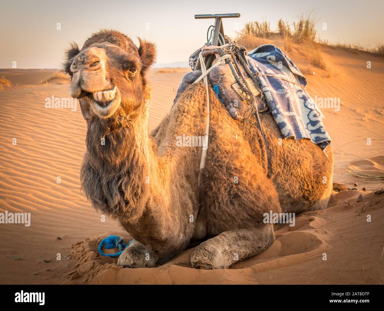 Camel divertente al sahara, Merzouga, Marocco Foto Stock
