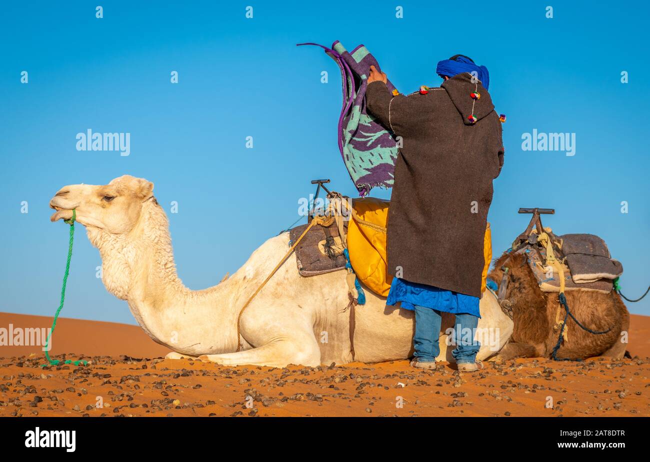 Cammello Con Guida Berbera Nel Sahara, Merzouga, Marocco Foto Stock