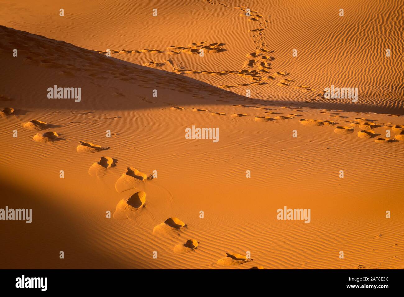 Impronte nella sabbia, Sahara, Merzouga, Marocco Foto Stock