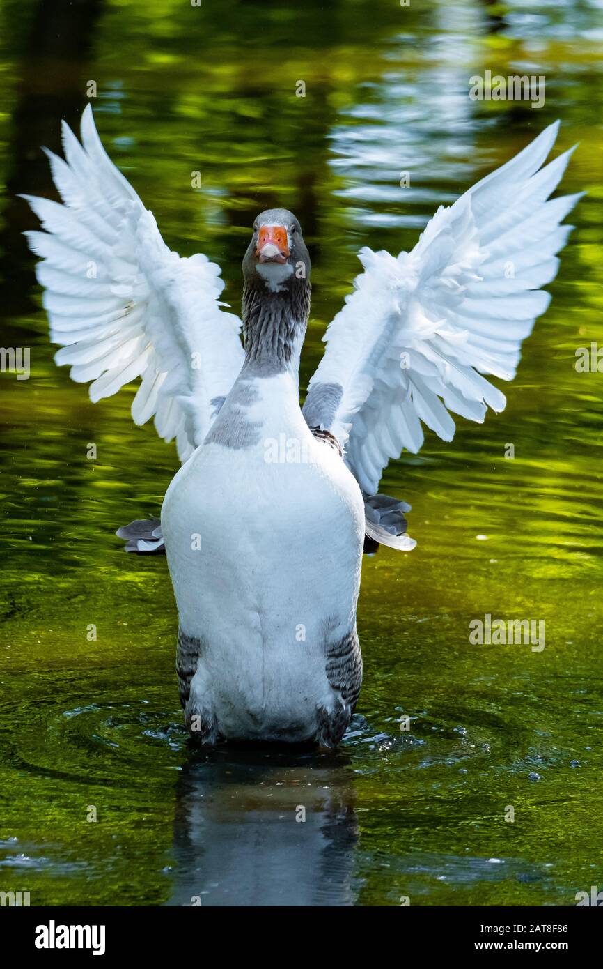 Goose Pomeranian, Goose Ruegener (Anser anser F. domestica), ali che si lanciano, Germania Foto Stock