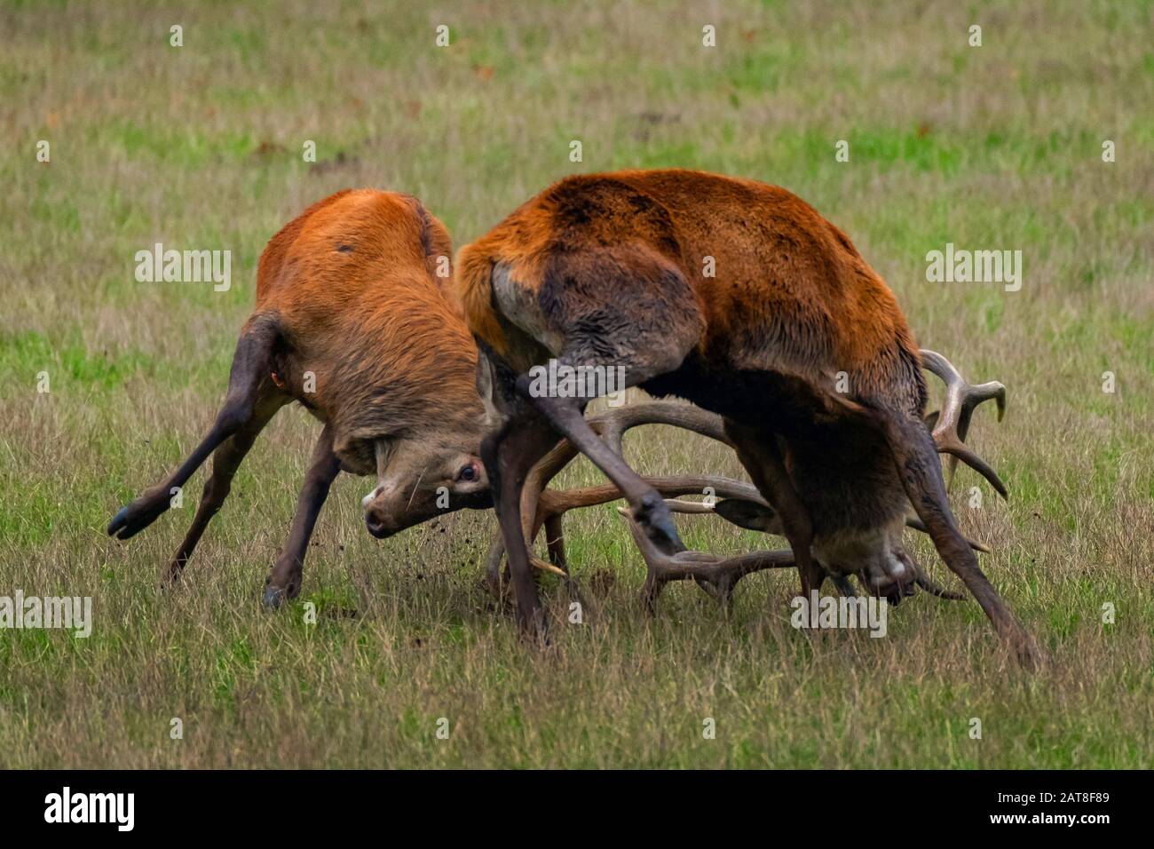 Cervi rossi (Cervus elaphus), due cervi rossi in lotta stracci nel tempo rutting, Germania, Renania Settentrionale-Vestfalia, Sauerland Foto Stock