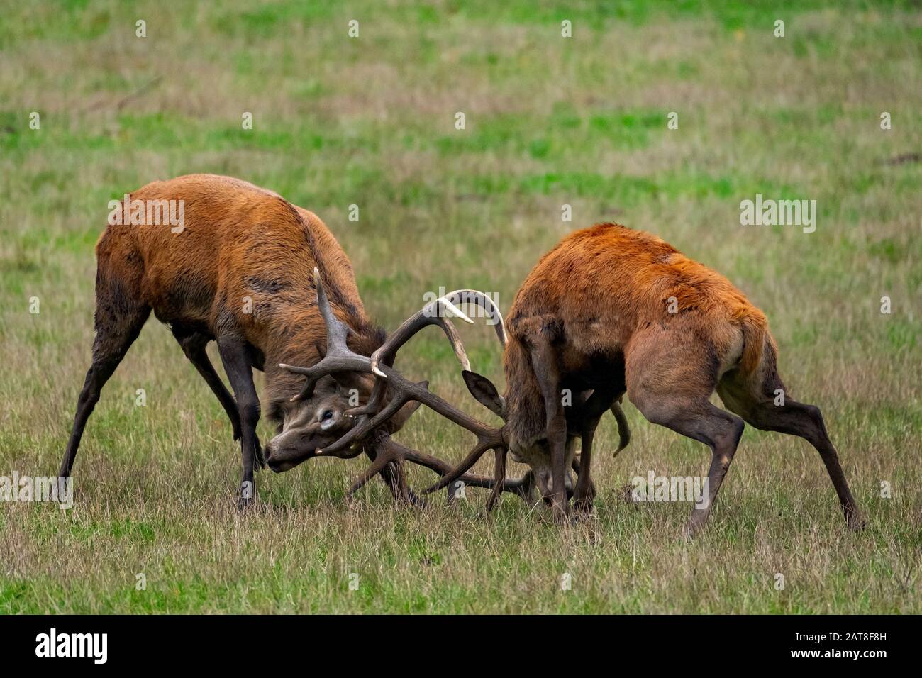 Cervi rossi (Cervus elaphus), due cervi rossi in lotta stracci nel tempo rutting, Germania, Renania Settentrionale-Vestfalia, Sauerland Foto Stock