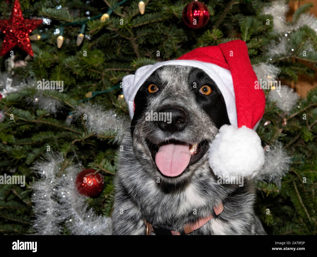 Felice cane bianco e nero con un cappello di Santa, di fronte ad un albero di Natale Foto Stock