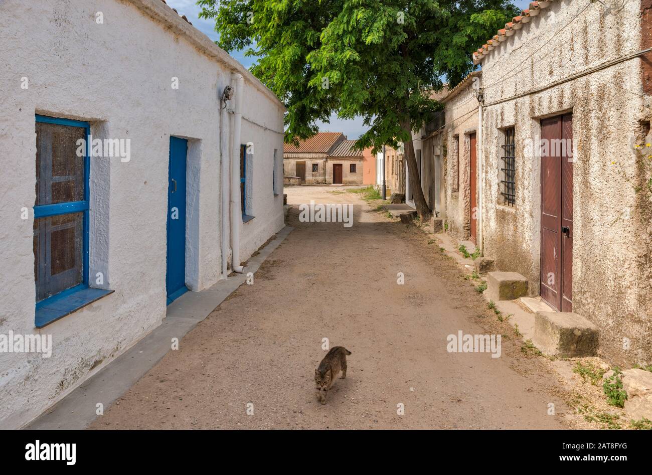 Gatto solitario in strada in un villaggio abbandonato di San Salvatore, Penisola del Sinis, comune di Cabras, provincia di Oristano, Sardegna, Italia Foto Stock