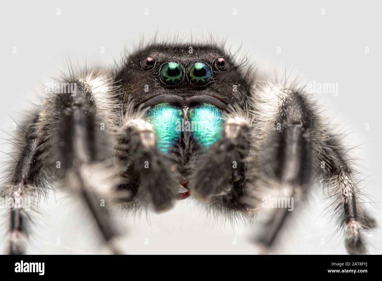 Bel maschio Phidippus audax, grassetto Jumping Spider, con il suo verde brillante chelicerae Foto Stock