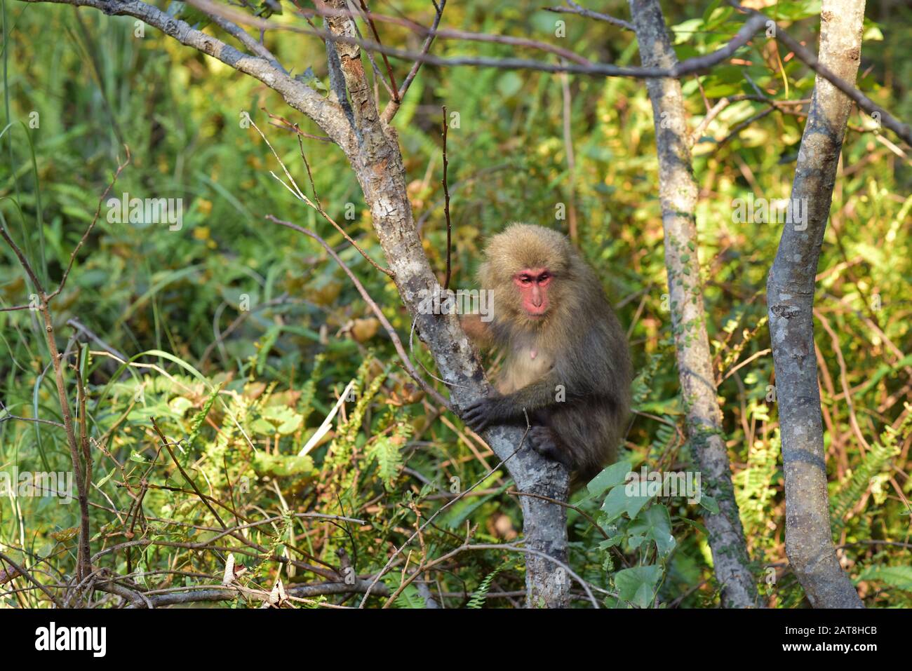 Yakushima macaque, Macaca fuscata yakui Foto Stock