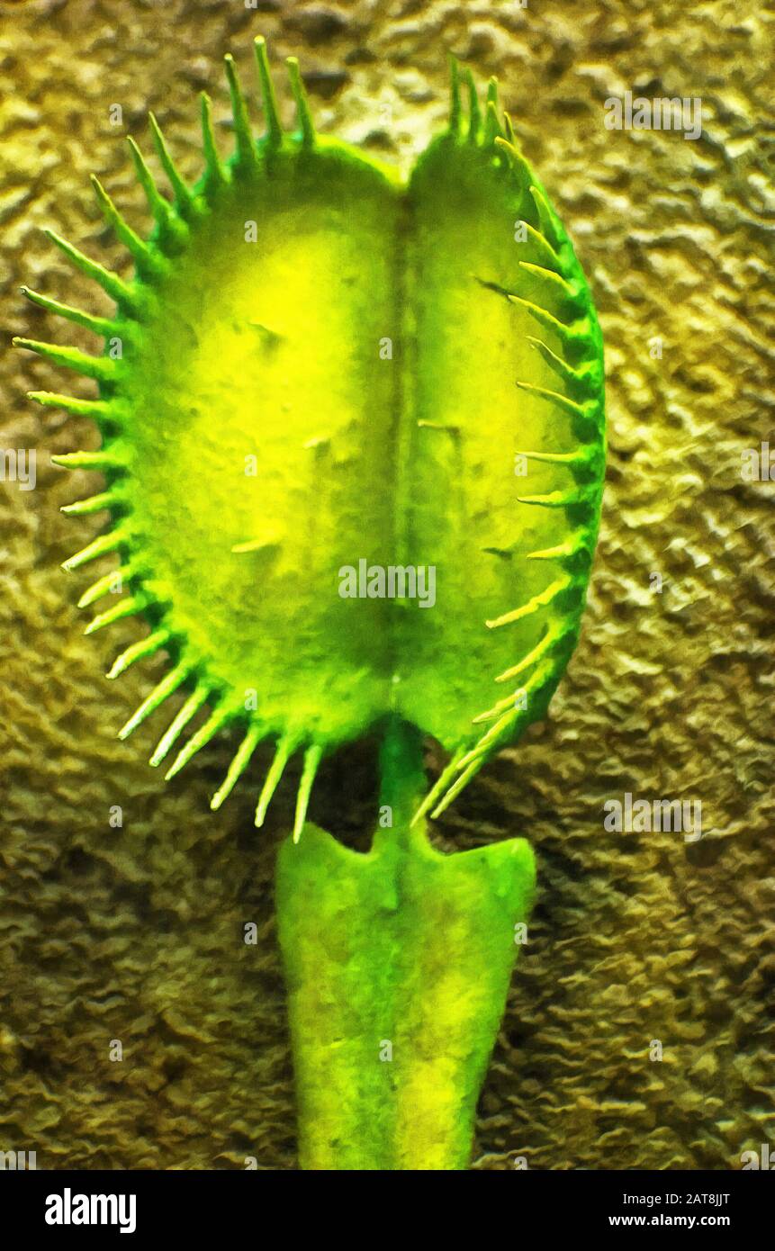 Illustrazioni Venus flytrap, Dionaea muscipula, specie, carnivoro, monotipico, genere Dionea, famiglia, Rosyankovye, Droseraceae Foto Stock