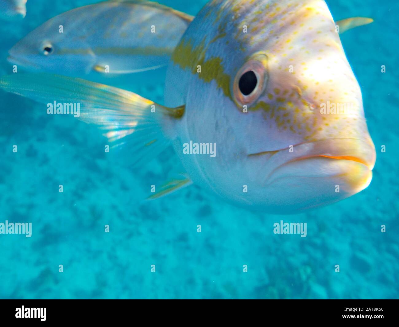 Pesce tropicale simpatico e curioso che mi eyeing Foto Stock