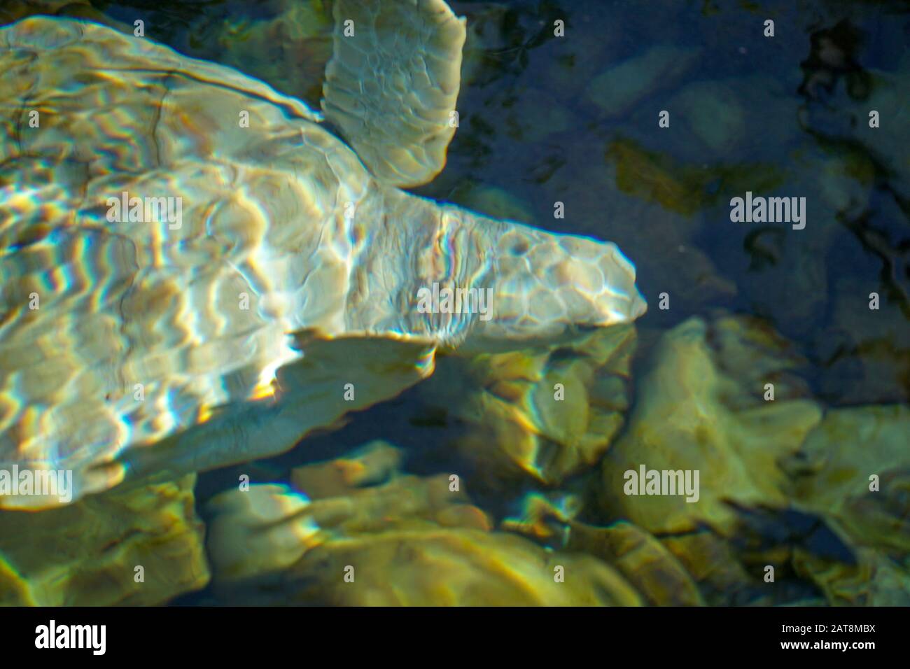 Primo piano di tartaruga marina albina. Tartaruga marina bianca nuotare in acqua limpida. Foto Stock