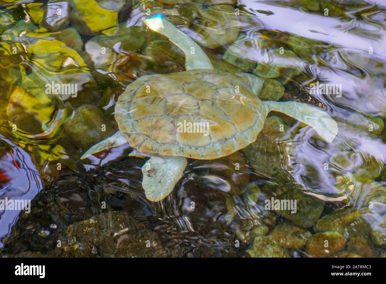 Primo piano di tartaruga marina albina. Tartaruga marina bianca nuotare in acqua limpida. Foto Stock