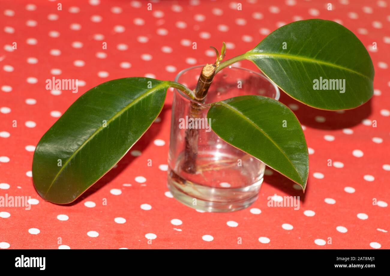 Gomma propagazione della fig in acqua. Ficus elastica. Foto Stock