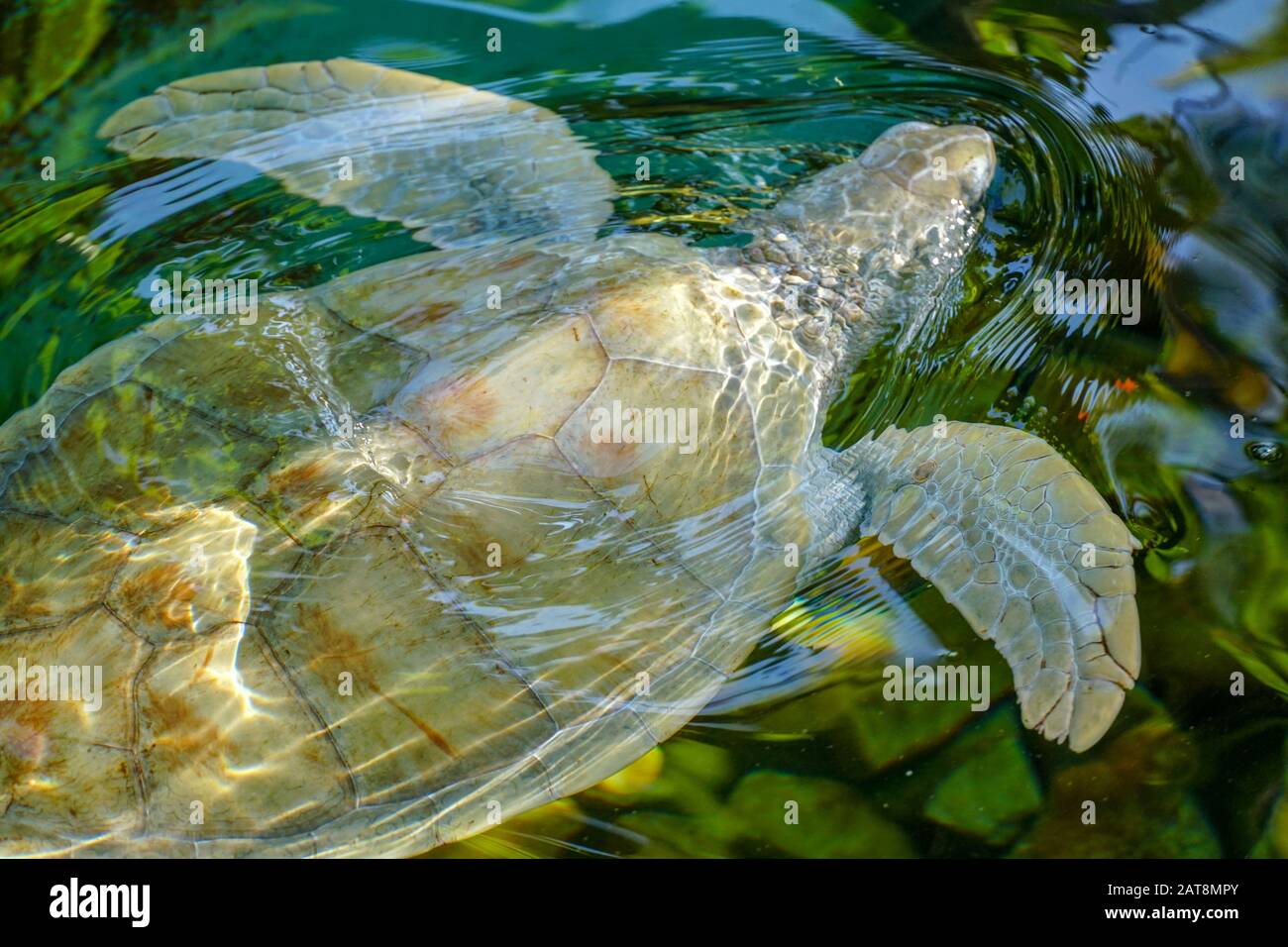 Primo piano di tartaruga marina albina. Tartaruga marina bianca nuotare in acqua limpida. Foto Stock