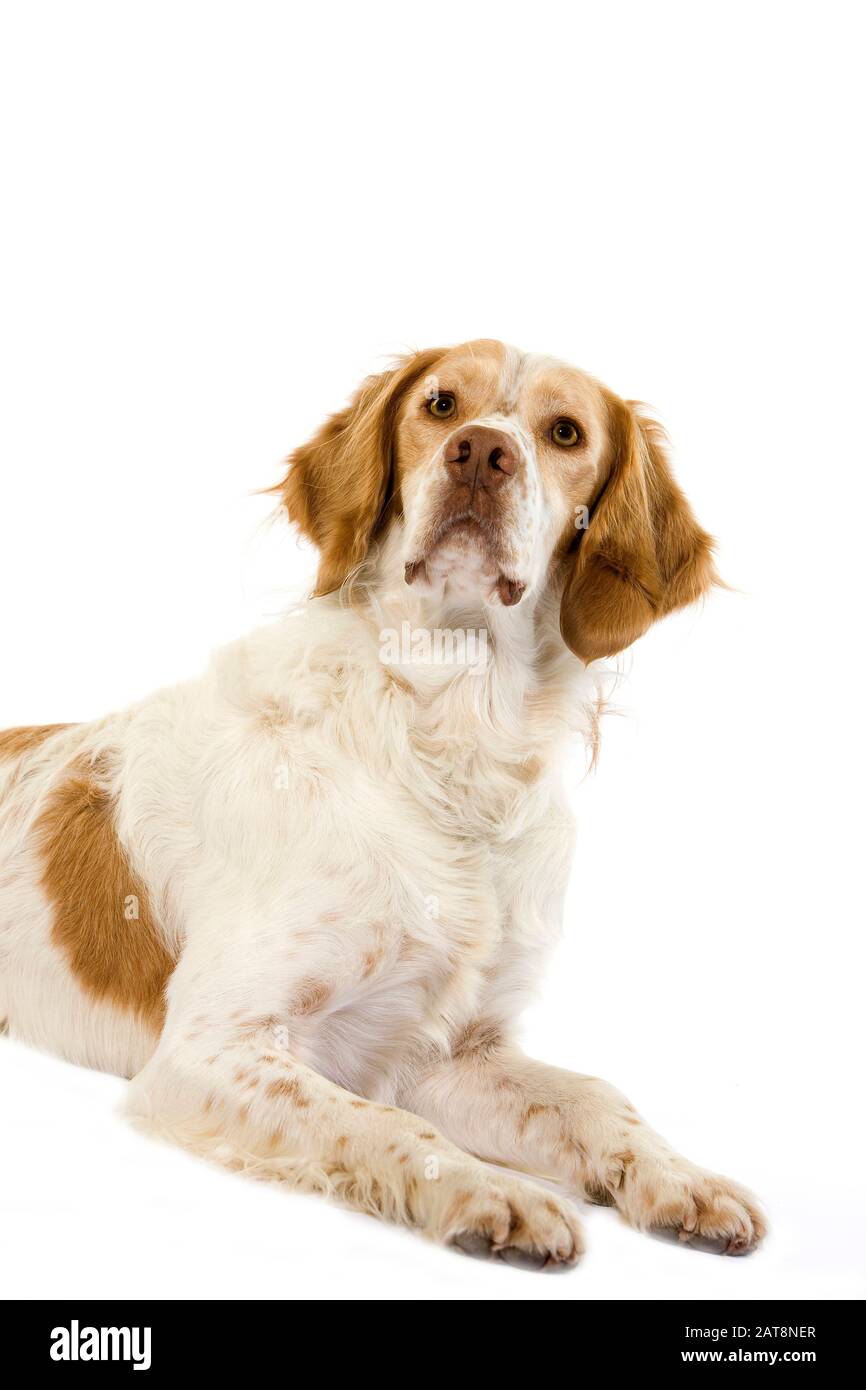 Spaniel francese (colore cannella), maschio posa contro uno sfondo bianco Foto Stock