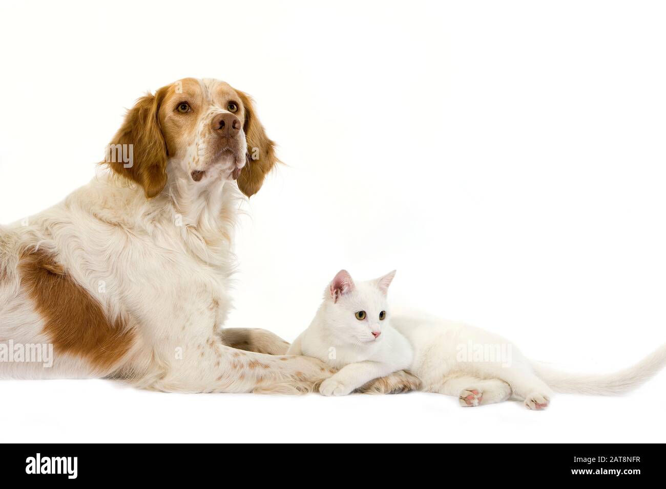 Spagnolo Francese Maschio (Colore Cannella) Con Gatto Bianco Domestico Posa Su Sfondo Bianco Foto Stock