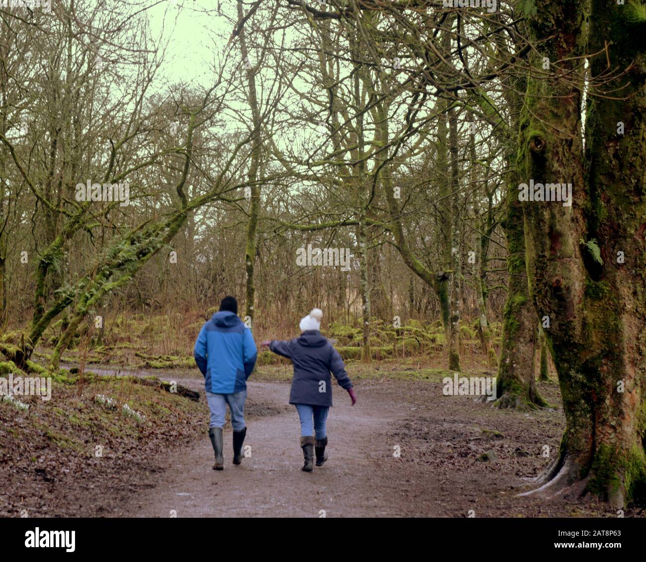 Milngavie, Glasgow, Scozia, UK, 31 gennaio, 2020: Regno Unito Meteo: Bagnato e ventoso in allander parco Milngavie come forte pioggia è caduto pesantemente nel Mugdock paese parco sulla strada occidentale Highland. Copywrite Gerard Ferry/Alamy Live News Foto Stock