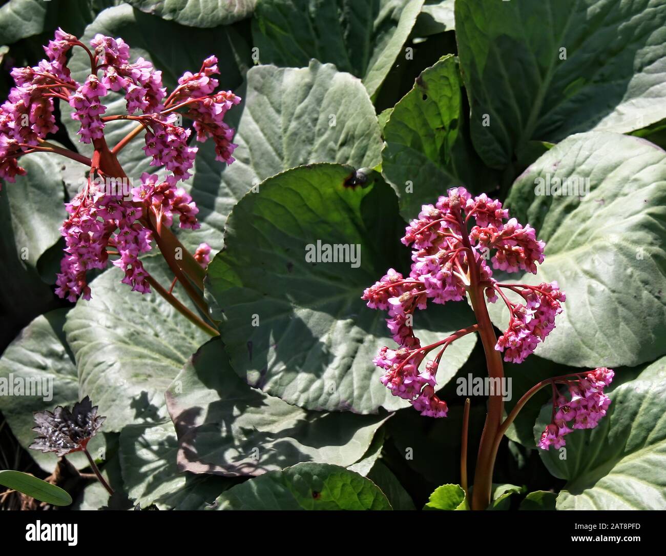 Primo piano di un blooming bergenia crassifolia, noto anche come heartleaf bergenia, elefante-orecchie, tasso, piccscricchiolio, siberiano o mongolo tè. Foto Stock