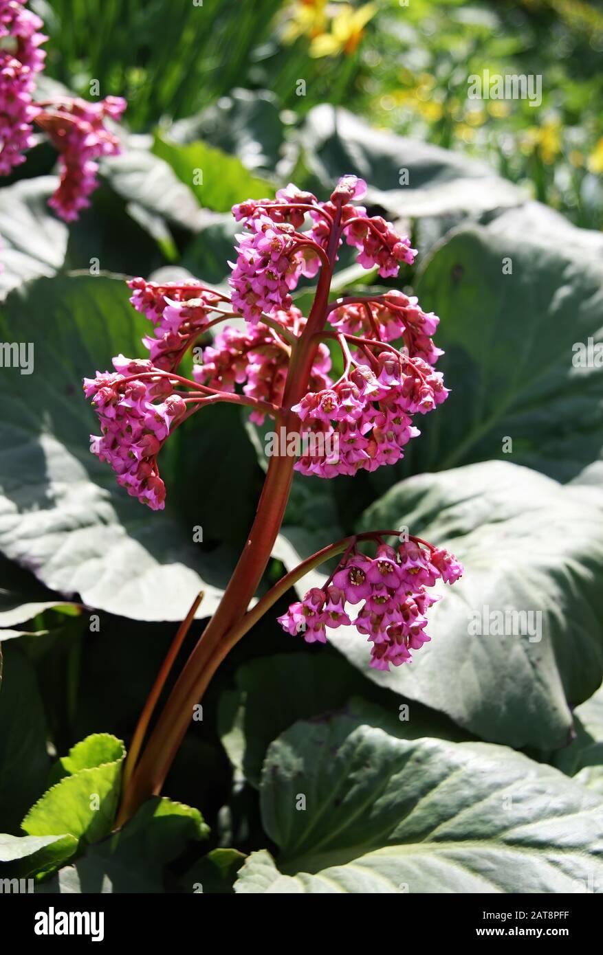 Primo piano di un blooming bergenia crassifolia, noto anche come heartleaf bergenia, elefante-orecchie, tasso, piccscricchiolio, siberiano o mongolo tè. Foto Stock