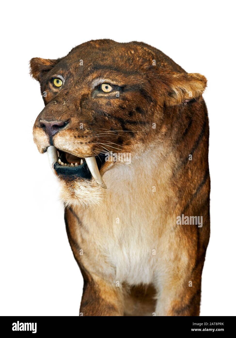 Primo piano di Smilodon, gatto spento con denti di sciabola su sfondo bianco Foto Stock