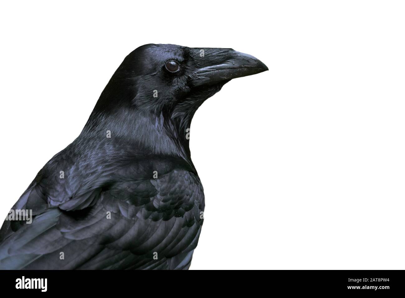 Primo piano di corvo comune / corvo settentrionale (Corvus corax) su sfondo bianco Foto Stock