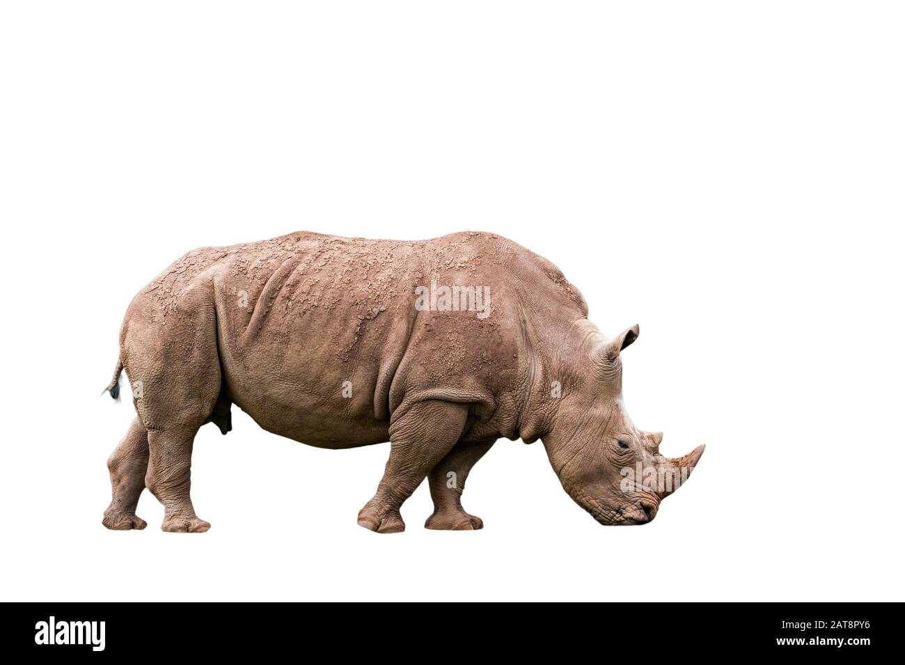 Rinoceronte bianco / rinoceronte a quadri (Ceratotherium simum) femmina su sfondo bianco Foto Stock