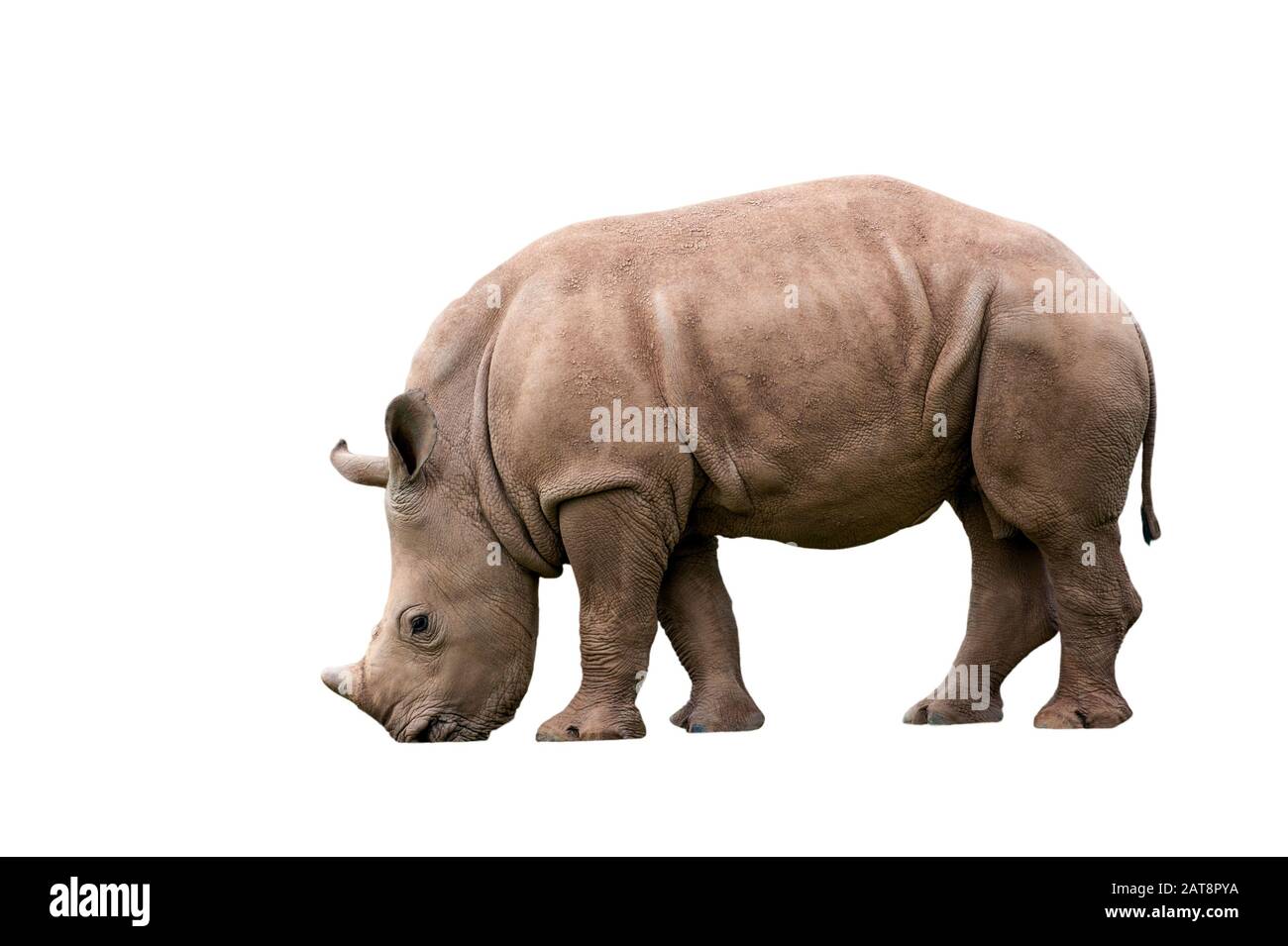 Rinoceronte bianco / rinoceronte squadrato (Ceratotherium simum) vitello su sfondo bianco Foto Stock