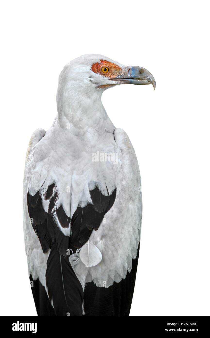 Avvoltoio di noce di palma (Gypohierax angolensis) nativo ad Africa subsahariana contro sfondo bianco Foto Stock